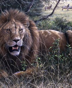 330 Serengeti Lion