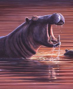 358 Hippo Pool