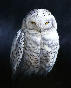 394 Snowy Owl