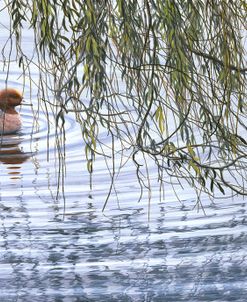 304 Wigeon