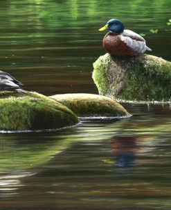 670 Mallards