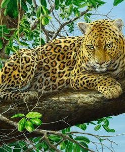 785 Leopard