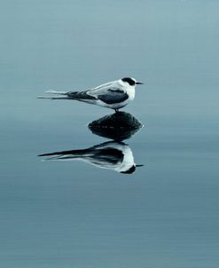 793 Breathe – Arctic Tern