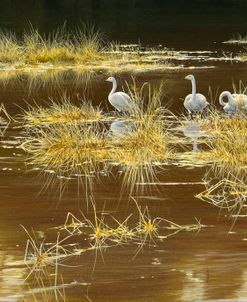 796 Whooper Swans – Autumn Glow