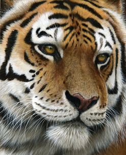 962 Tiger