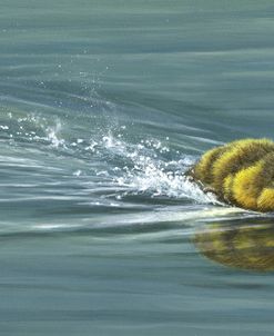 739 Speeding Duckling