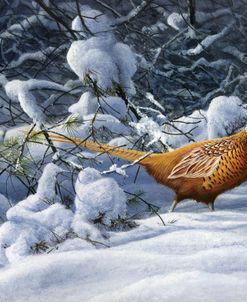1294 Winter Colours – Pheasant