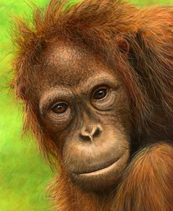 1302 Mirror2 Orangutan