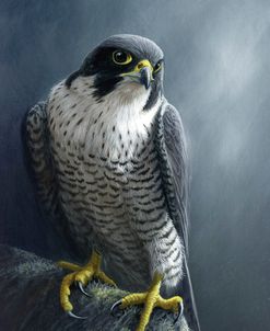1330 Peregrine