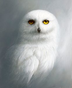 1370 Apparition – Snowy Owl