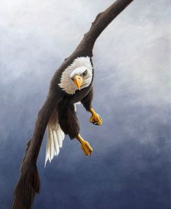 1069 Incoming – Bald Eagle