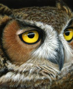 1091 Great Horned Owl