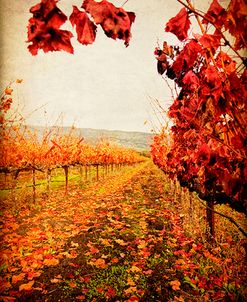 Autumn Vines