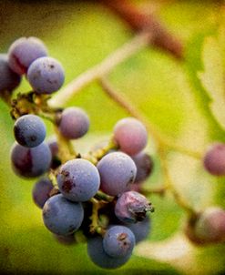 Awaiting Harvest