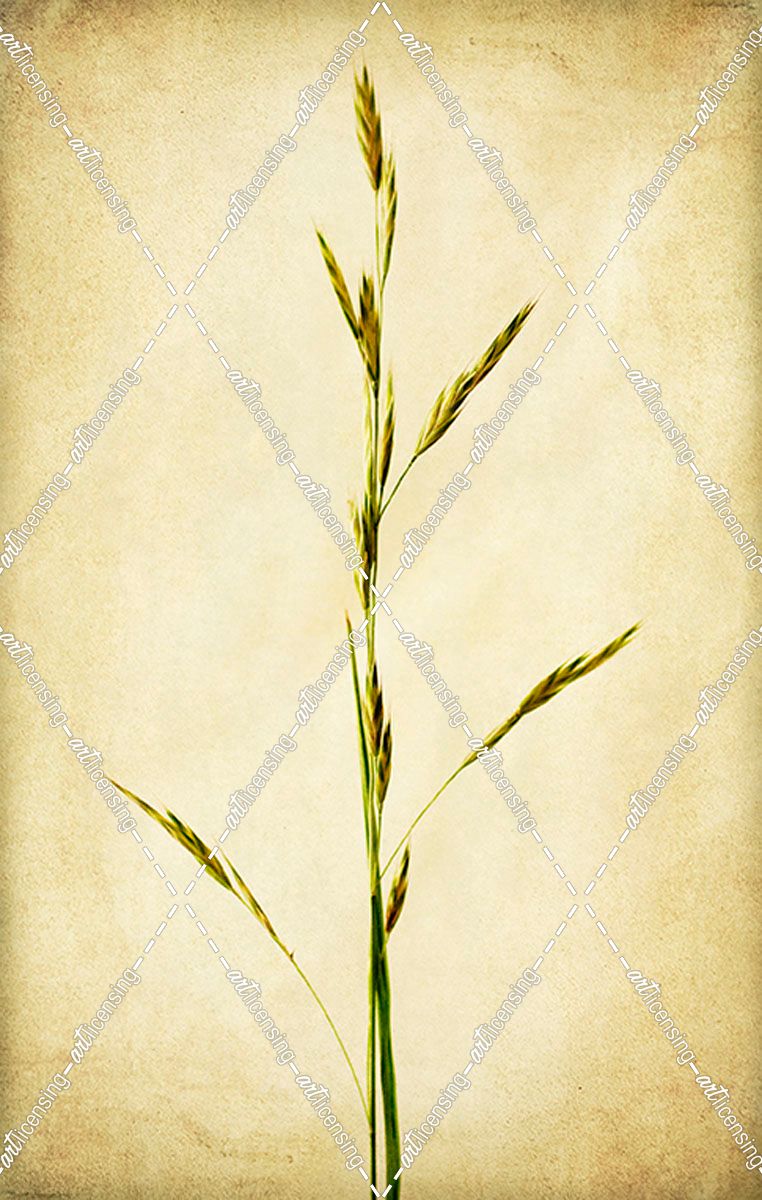 Grasses 1