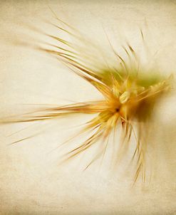 Grasses 2
