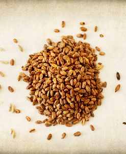 Malt Varieties