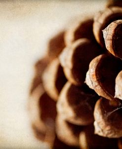 Pine Cone