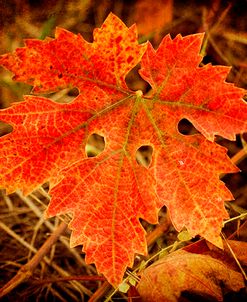 Ochre Foliage