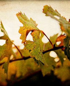 Sunset Vines