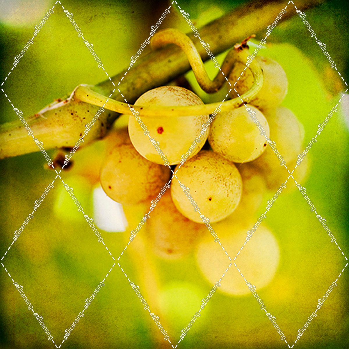 Spring Fruit