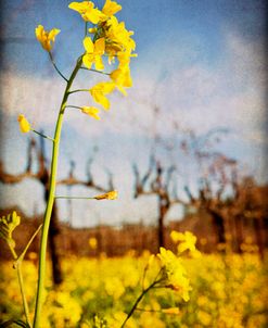 Winter Vines