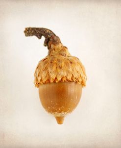 Acorn 2