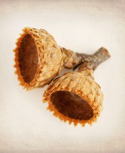 Acorn 3