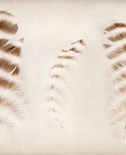 Feathers