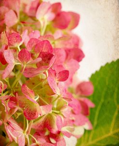 Hydrangea 5