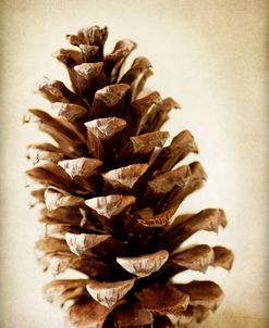 Pine Cone 2