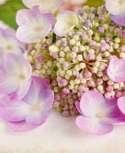 Hydrangea 6