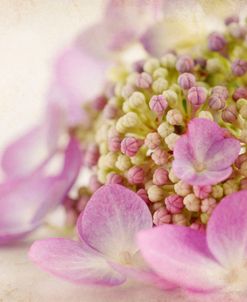 Hydrangea 7