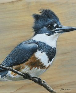 Belted Kingfisher