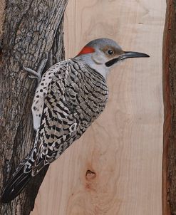 Clinging Northern Flicker