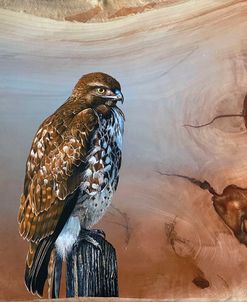 Redtail Hawk