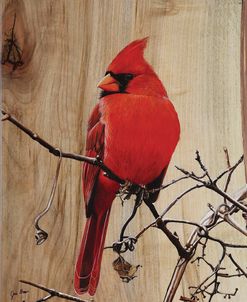 Regal Cardinal