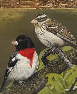 Rose Breasted Grosbeak Pair