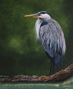 Great Blue Heron in Marsh