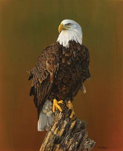 Proud Bald Eagle