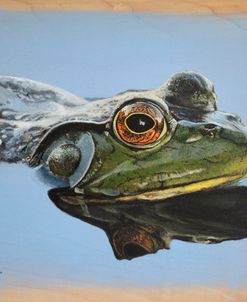 Bullfrog