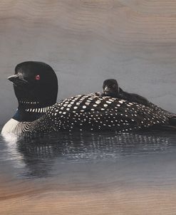 American Loon Family