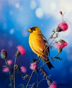 American Goldfinch