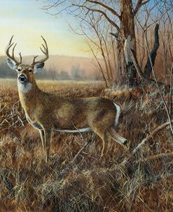 Bluff Country Buck