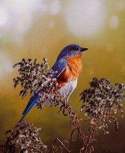 Eastern Bluebird