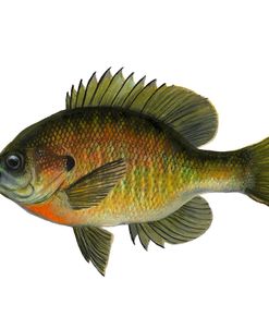 fish Blue Gill