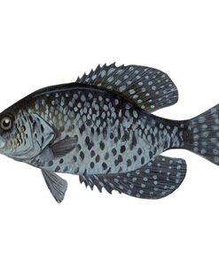 Fish Crappie