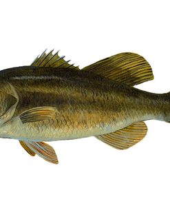 Fish Large Mouth Bass