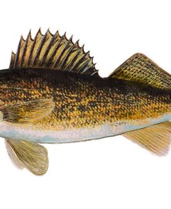 Fish Walleye