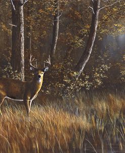 Morning Whitetail